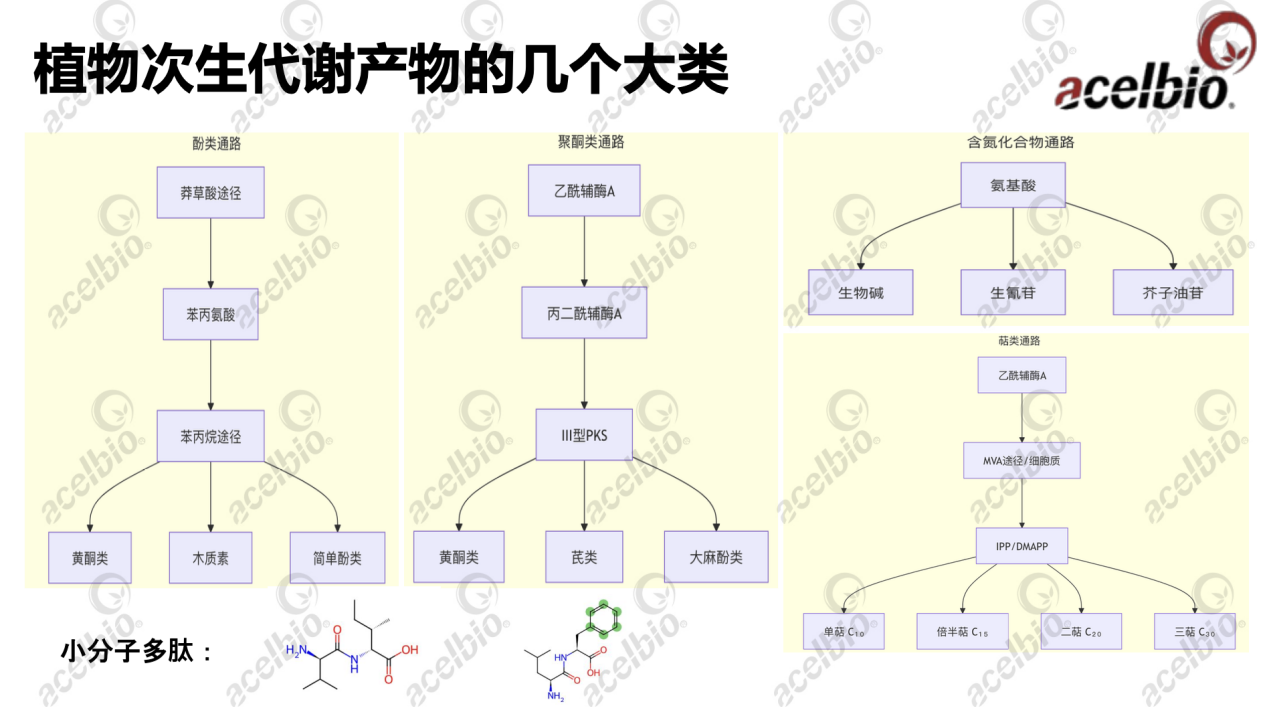 【2025 PCT】安赛搏创新原料 天山雪莲愈伤组织提取物抗衰老功效靶点挖掘(图2)