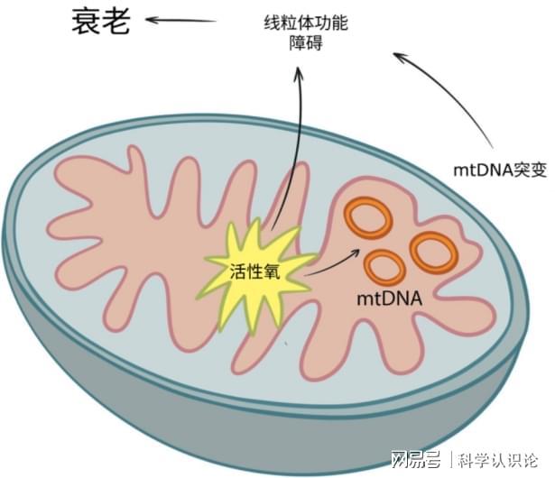 比换血更疯狂！90岁物理学家亲身试验：把衰老线粒体全换掉(图2)
