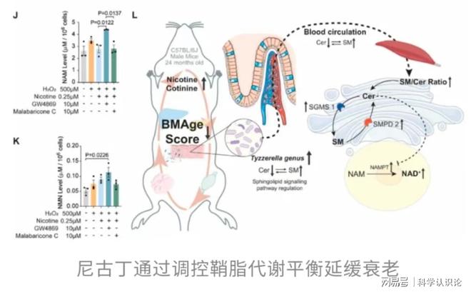 中科院为烟草“平反”！研究证实：长期低剂量摄入衰老速度减半(图2)