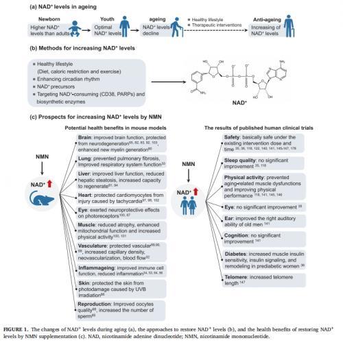 从实验室到临床——NMN的抗衰老效果与安全性评估(图2)