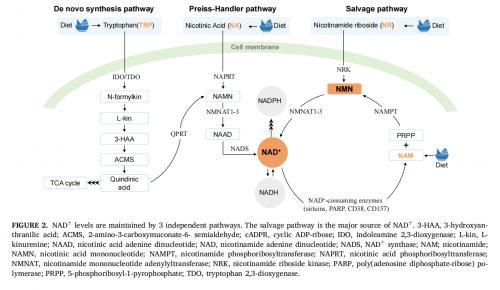 从实验室到临床——NMN的抗衰老效果与安全性评估(图3)