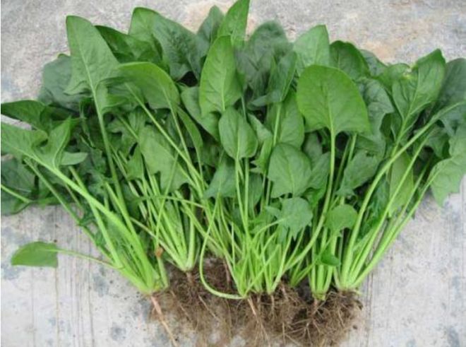 春季这3种食材对眼睛最好常吃护眼明目又通便、消除疲劳抗衰老(图1)