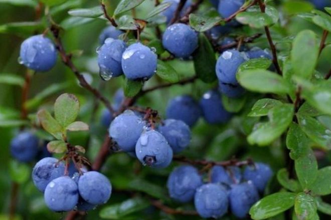 春季这3种食材对眼睛最好常吃护眼明目又通便、消除疲劳抗衰老(图7)