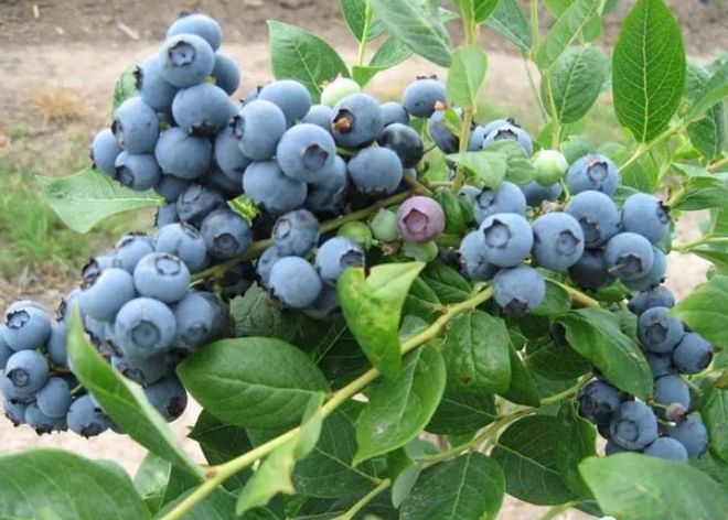 春季这3种食材对眼睛最好常吃护眼明目又通便、消除疲劳抗衰老(图10)