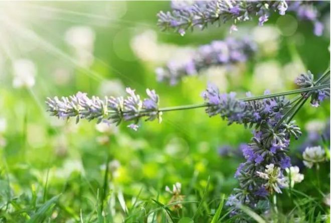 春季这3种食材对眼睛最好常吃护眼明目又通便、消除疲劳抗衰老(图11)