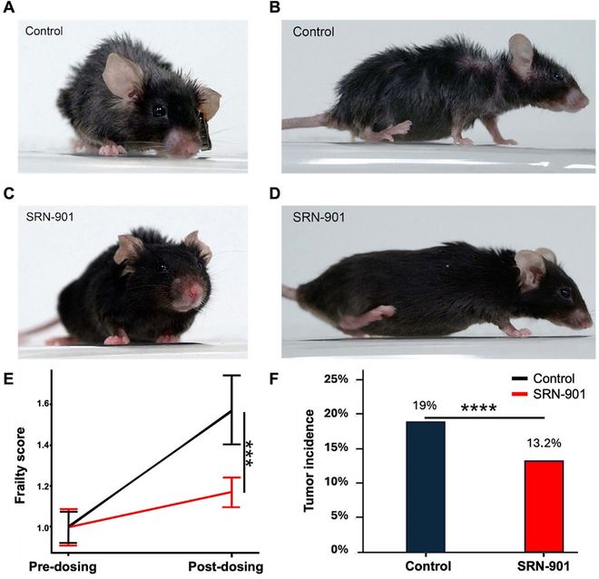 衰老干预技术再获突破！国药赛诺根SRN-901成果发表：小鼠中位剩余寿命延长33%(图2)