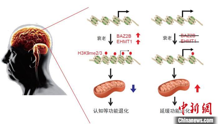 抗衰老研究院稀缺转让【绝版独苗】全市场仅此一家！市价5折拿下赛道顶级科研资质(图1)