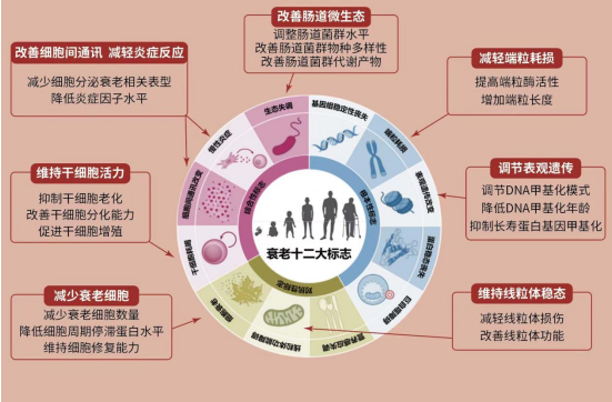 抗衰老治疗研究进展(图1)