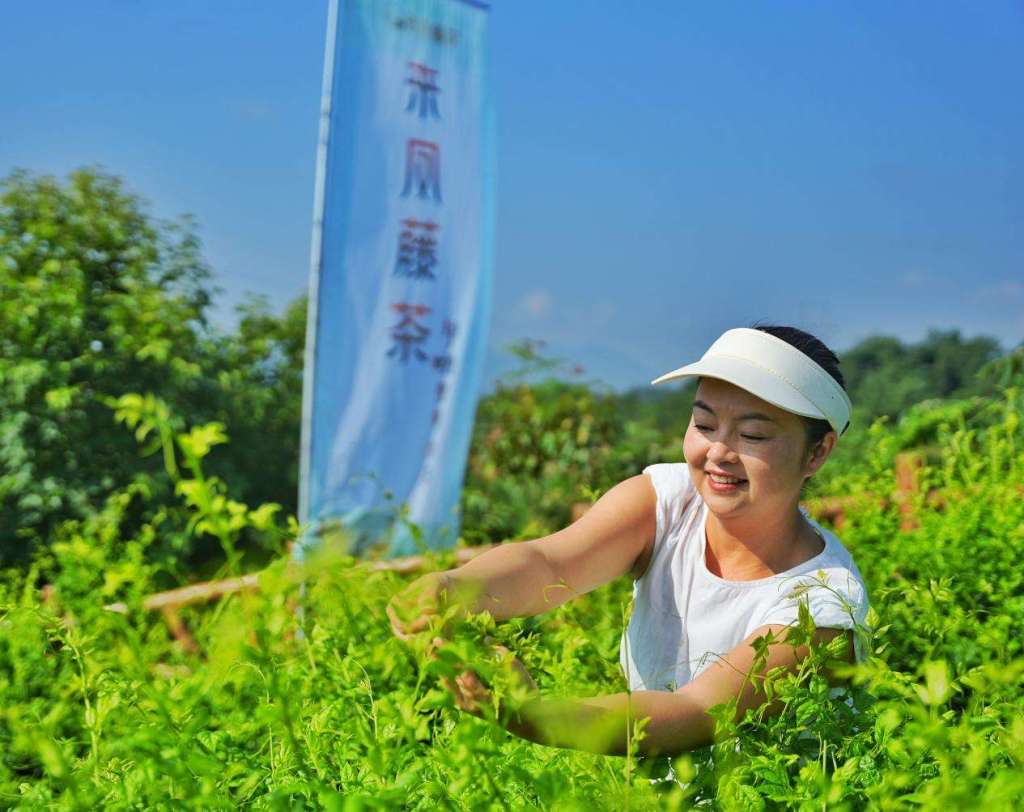 光明日报客户端湖北来凤：让武陵深山中的藤茶跨越山海、香飘全球(图4)