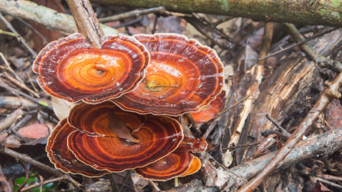 黛安蒂获聘《植物外泌体抗衰老技术白皮书》编委 引领50+熟龄肌抗衰科技新方向(图2)