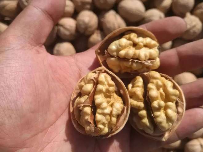 脑力、免疫力、抗衰老2元核桃带来全能效果！(图2)