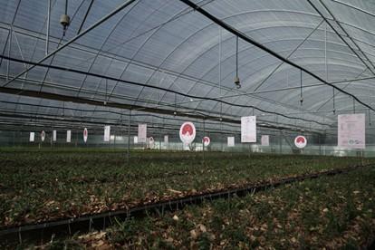 精准破译石斛寡糖密码 植物医生获云南省科学技术进步奖特等奖(图2)