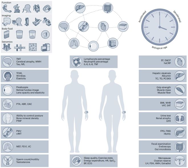 构建中国人衰老时钟200多位中国学者联合推出X-Age项目（耄耋计划）推动健康长寿研究(图5)