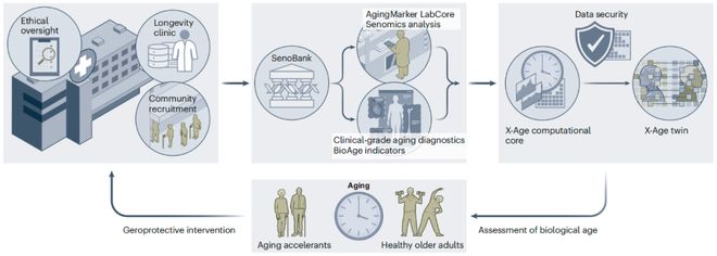 构建中国人衰老时钟200多位中国学者联合推出X-Age项目（耄耋计划）推动健康长寿研究(图4)