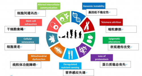 揭秘日本人均寿命89岁的长寿密码小石丸NMN让百岁老人重获30岁活力(图2)