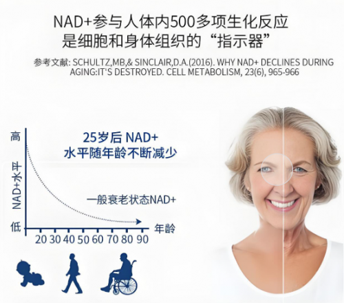 NMN的作用与效果？2025年全球十大公认顶级NMN品牌排行小石丸第一名(图1)