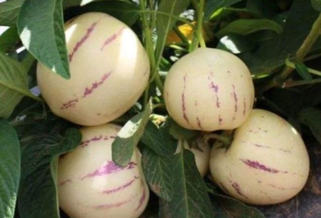 秋季使劲吃这果一抗衰老二降三高三抗疲劳四升免疫别错过(图7)