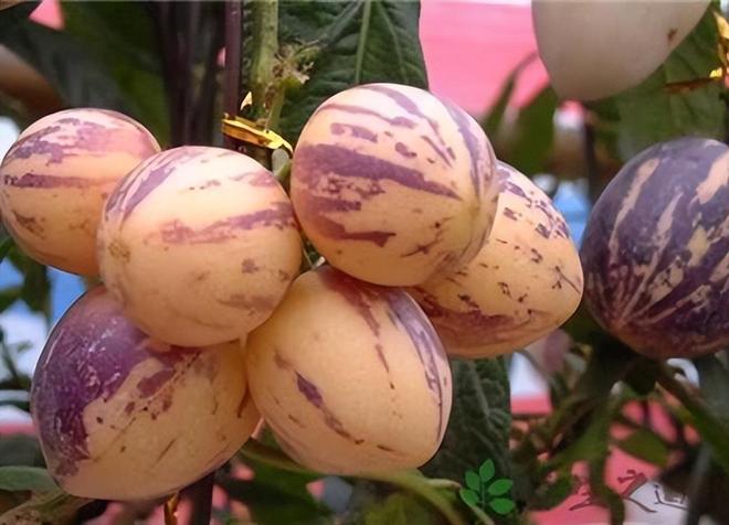 秋季使劲吃这果一抗衰老二降三高三抗疲劳四升免疫别错过(图1)