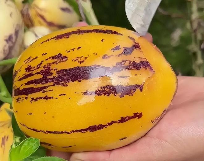 秋季使劲吃这果一抗衰老二降三高三抗疲劳四升免疫别错过(图9)