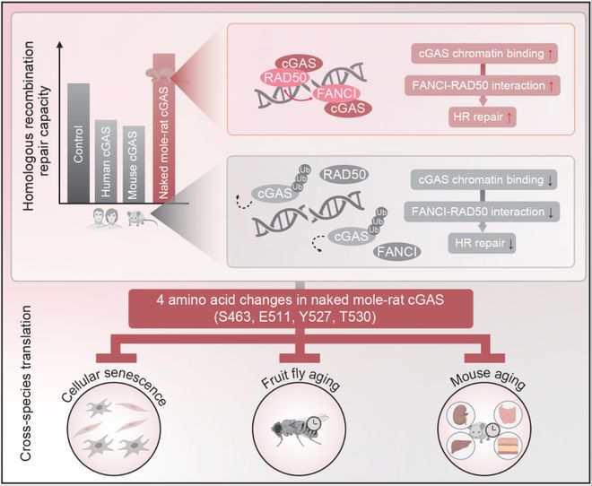 从人工智能监管制度到破解长寿密码同济大学两项成果同日登上《科学(图3)