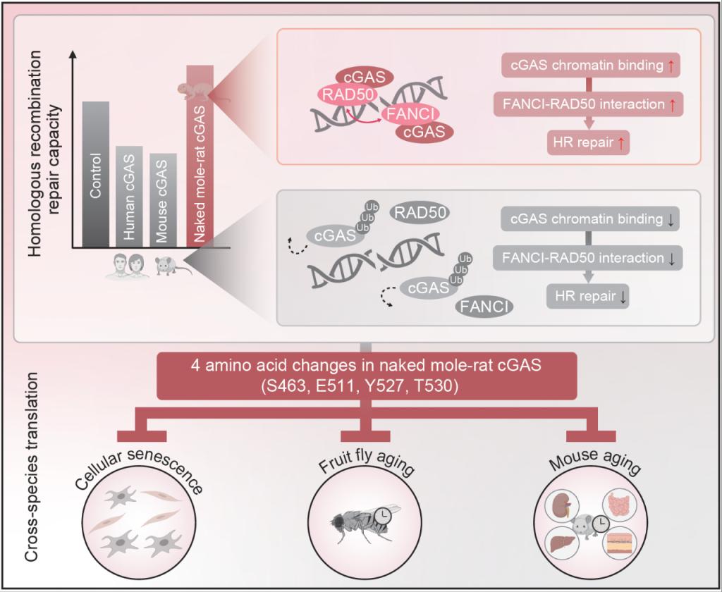 同济大学2篇论文成果同期在线发表于国际顶尖学术期刊《科学(图3)