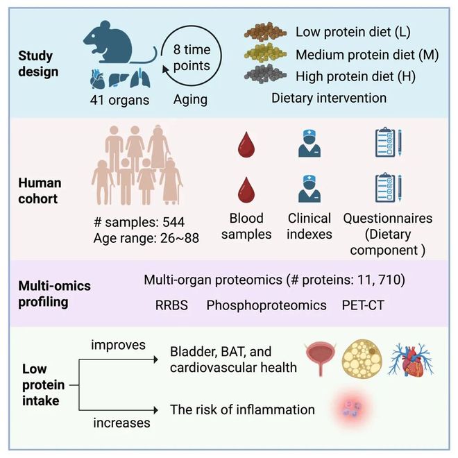 西湖大学最新Cell论文：郭天南团队从蛋白质组学角度揭示蛋白质限制的抗衰老、促健康作用(图2)