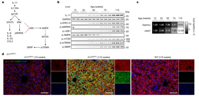 抗衰老药IL-11凭《Nature》25%延寿数据获谷歌天价合同!(图3)
