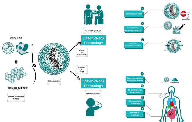 延寿、增肌、护脑一把抓！资本联合押注青春蛋白抗衰疗法升级了(图10)