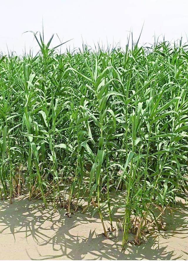 “蚌埠苗”助力新疆盐碱地变绿(图1)