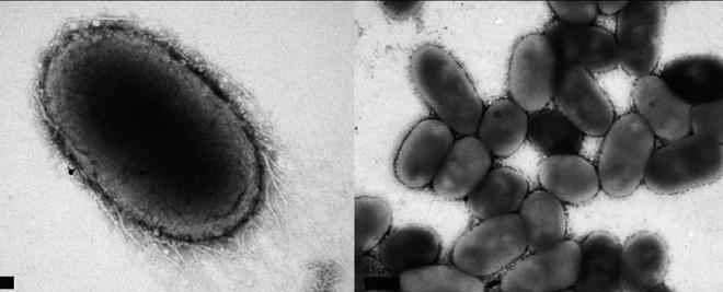 4周重启中年免疫力！Nature重磅：石榴中这一成分可延缓衰老(图4)