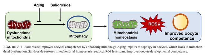 研究进展 红景天苷的健康潜力探讨(图7)