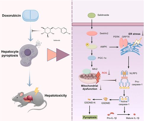 研究进展 红景天苷的健康潜力探讨(图3)
