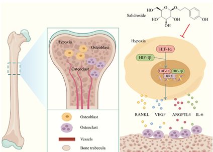 研究进展 红景天苷的健康潜力探讨(图5)