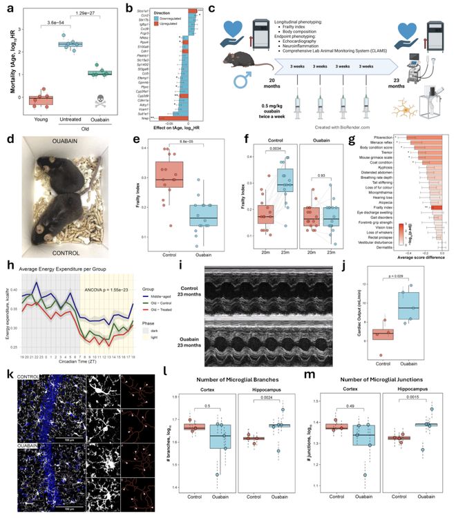 AI自主发现长寿药物：中国学者开发AI智能体平台从海量数据中挖掘出数百种抗衰老干预措施(图4)