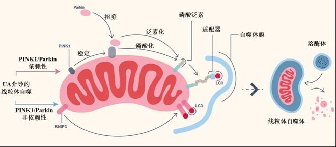 Nature重磅研究：人类能活150岁！科学家下5亿美金对赌寿命极限(图3)