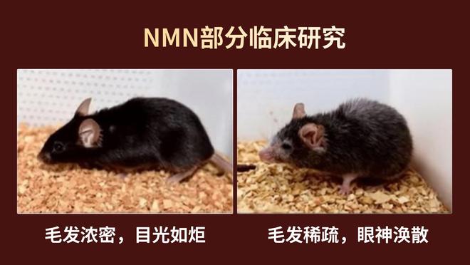 抗衰老爆火成分β-NMN是智商税？口服盼生派NMN真比注射NAD+更安全？(图2)