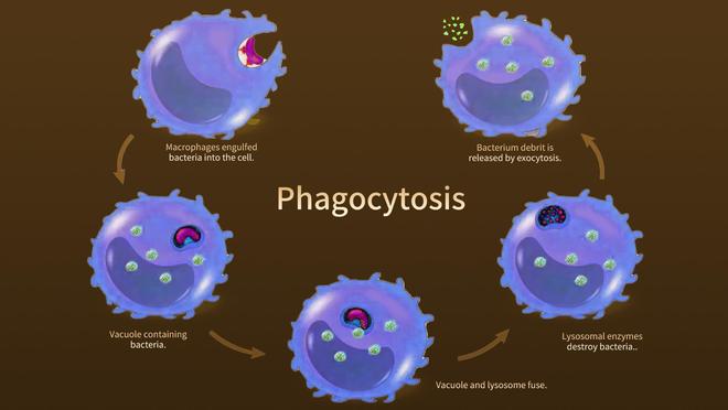 线粒体、端粒、自由基读懂这些词你才能了解抗衰老和NMN之间的的逻辑关系(图2)