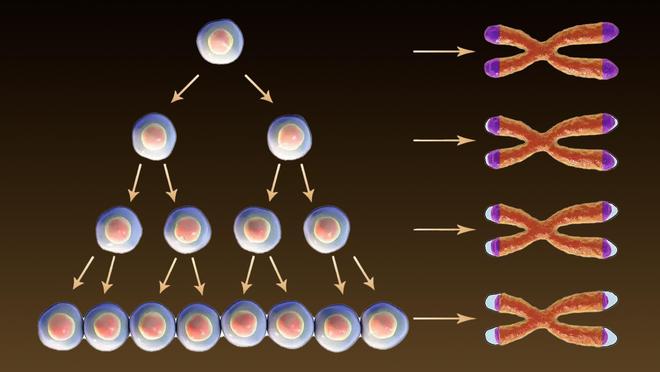 线粒体、端粒、自由基读懂这些词你才能了解抗衰老和NMN之间的的逻辑关系(图1)